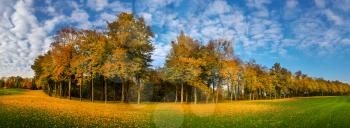 Yellow leaf fall on green grass, meadow in autumn park, panorama. Trees with colorful foliage, nobody. Nature landscape in sunny day