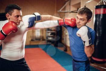 Two male kickboxers in gloves practicing on workout in the gym. Fighters on training, kickboxing practice in action, sparring partners