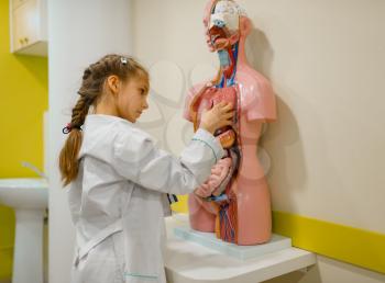 Cute girl in uniform and with stethoscope playing doctor, playroom. Kid plays medicine worker in imaginary hospital, profession learning at the medical dummy with internal organs