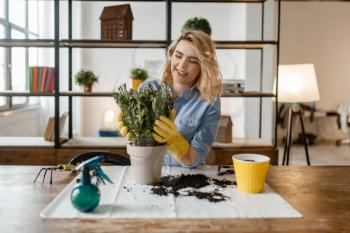 Young woman in gloves sitting at the table and changes the soil in home plants, florist. Female person takes care of domestic flowers