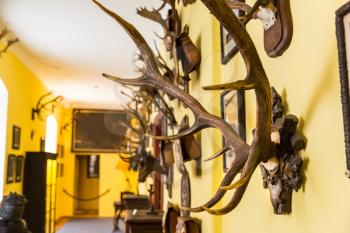 The hall of trophies, deer antlers, Europe. Medieval european treasure, famous places for travel and tourism