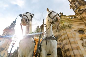 Excursion horses in old European town. Summer tourism and travels, famous europe landmark, popular places and streets