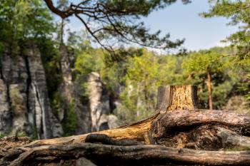 Tree stump in rocky mountains, Europe nature. Summer tourism and travels, famous european landmark, popular places