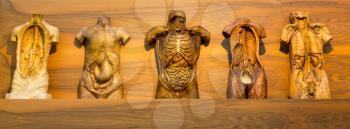 Five anatomical models of human, internal organs and muscular system. Medical poster, medicine education concept