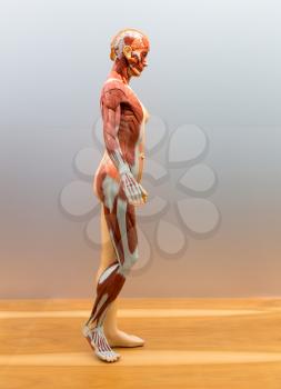 Anatomical model of female human body, muscular system. Medical poster, medicine education concept