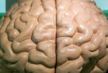 Anatomical plastic model of human brain, closeup. Medical stand, education concept, neurology and anatomy