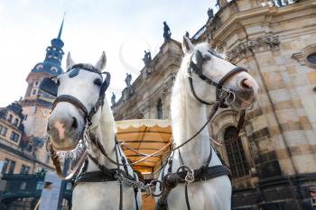 Two tour horse faces in old European town. Summer tourism and travels, famous europe landmark, popular places and streets