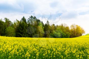Rapeseed growing, canola field, plants with yellow flowers. Colza meadow, natural fuel or oil