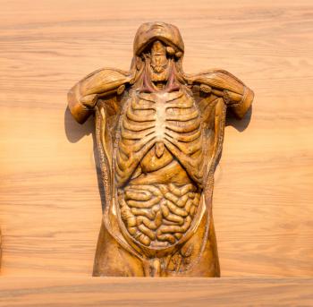 Anatomical model of human, internal organs and muscular system. Medical poster, medicine education concept