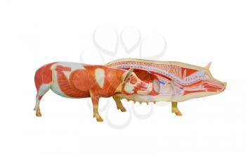 Anatomical model of pig in cut, internal organs and muscular system, isolated on white background. Vet med poster, veterinary medicine, education concept