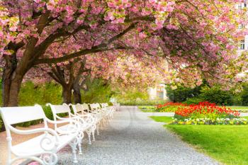 Park with blossom sakura, flower lawn and white benches. Pink cherry trees alley in the city yard, nobody