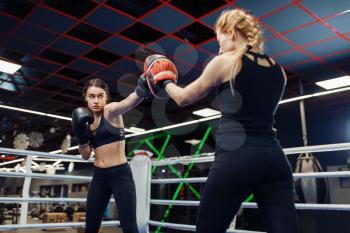 Two women in gloves boxing in the ring, box training. Female boxers in gym, kickboxing sparring partners in sport club, punches practice
