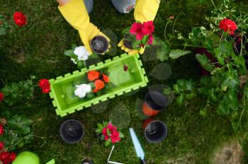 Woman in gloves transplants flowers in pots in the garden, top view. Female gardener takes care of plants outdoor, gardening hobby, florist lifestyle and leisure