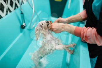 Female groomer washes cute dog in special bath, grooming salon. Woman with small pet prepares to cut off fur, groomed domestic animal