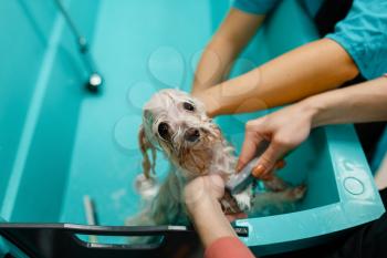 Female groomer washes cute dog in special bath, paws cleaning, grooming salon. Woman with small pet prepares to cut off fur, groomed domestic animal
