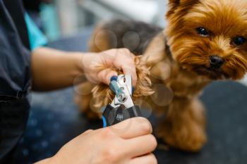 Female groomer with clippers cuts the claws of cute dog, grooming salon. Woman with small pet on haircut procedure, groomed domestic animal