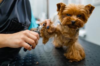 Female groomer with clippers cuts the claws of cute dog, grooming salon. Woman with small pet on haircut procedure, groomed domestic animal