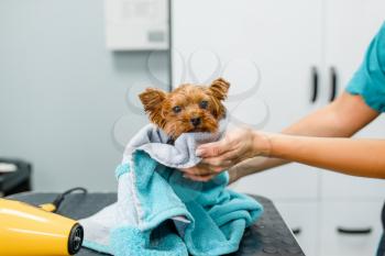 Female groomer wipes cute little dog with a towel, washing procedure, grooming salon. Woman with small pet prepares for haircut, groomed domestic animal