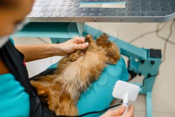 Female groomer with comb and cute little dog after washing procedure, grooming salon. Woman with small pet prepares for haircut, groomed domestic animal