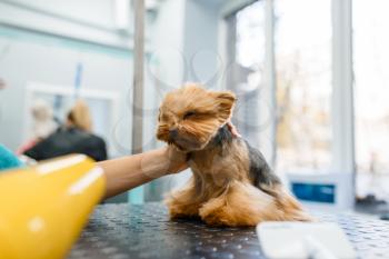 Female groomer with hairdryer dry hair of funny dog after washing procedure, grooming salon. Woman with small pet prepares for haircut, groomed domestic animal