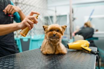 Female groomer spraying a cute dog with parfume after washing procedure, grooming salon. Woman makes hairstyle to small pet, groomed domestic animal