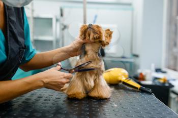 Female groomer with scissors cuts hair of cute dog after washing procedure, grooming salon. Woman makes hairstyle to small pet, groomed domestic animal