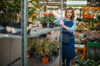 Female gardener in gloves and apron, home flowers sale, shop for gardening. Woman sells plants in florist store, seller