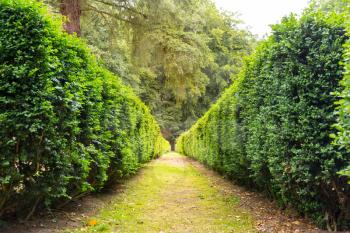 Walkside between clipped bushes, summer park in Europe. Professional gardening, european green landscape, garden plants decoration