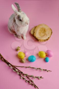 Colorful easter eggs and rabbit on pink background. Paschal food, event decoration, spring holiday symbol
