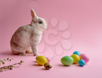 Colorful easter eggs and rabbit on pink background. Paschal food, event decoration, spring holiday celebration symbol