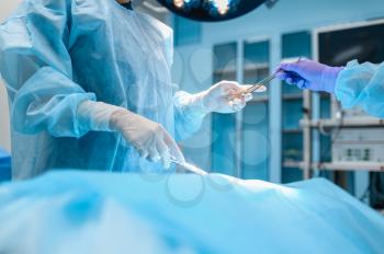 Female surgeon and assistant performs surgery operation in operating room. Doctor in uniform, medical clinic worker, medicine and health, healthcare in hospital