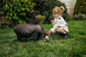 Kid feeds black pig in the garden, caring for animals. Child with piggy poses on backyard. Little girl and her pet having fun on playground outdoors, happy childhood