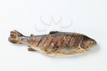 Studio shot of grilled trout
