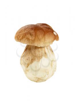 Fresh edible mushroom - full length