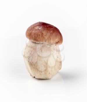 Freshly picked edible mushroom - studio shot