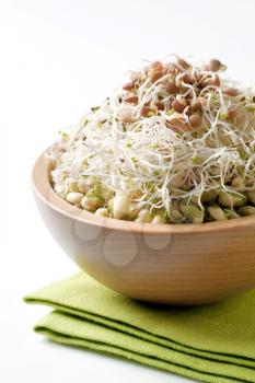 Bowl of mung beans and lentil sprouts 