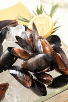 Detail of raw mussels on ice