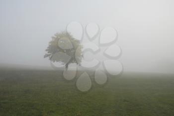 Lonely tree in fog 