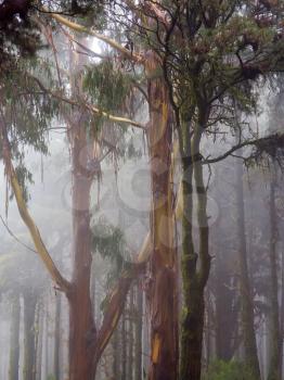 Misty forest in Tenerife, Canary Islands