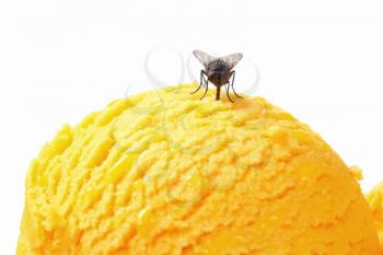 Housefly on a scoop of ice cream