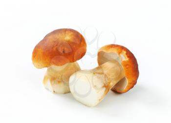 Studio shot of fresh edible mushrooms