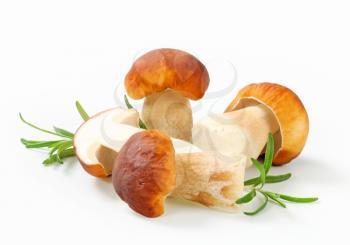 Studio shot of fresh edible mushroom