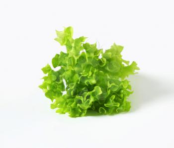 Lettuce Lollo Bionda - green continental curly lettuce