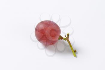 Single fresh seedless red table grape