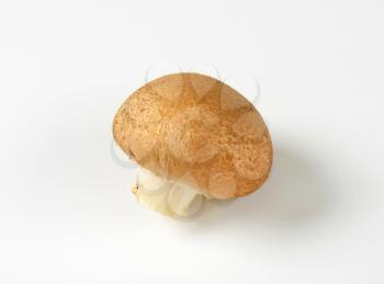Chestnut Mushroom also known as brown cap mushroom