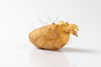 single old potato growing sprouts