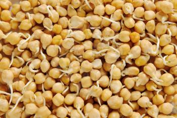 Sprouted chick peas - full frame