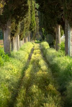 Footpath lined with cypress trees