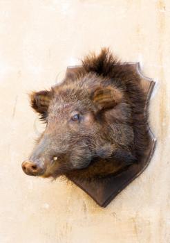 Stuffed wild boar head on a wall in Volterra, Tuscany, Italy