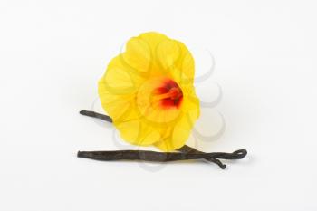 hibiscus flower and vanilla pods on white background